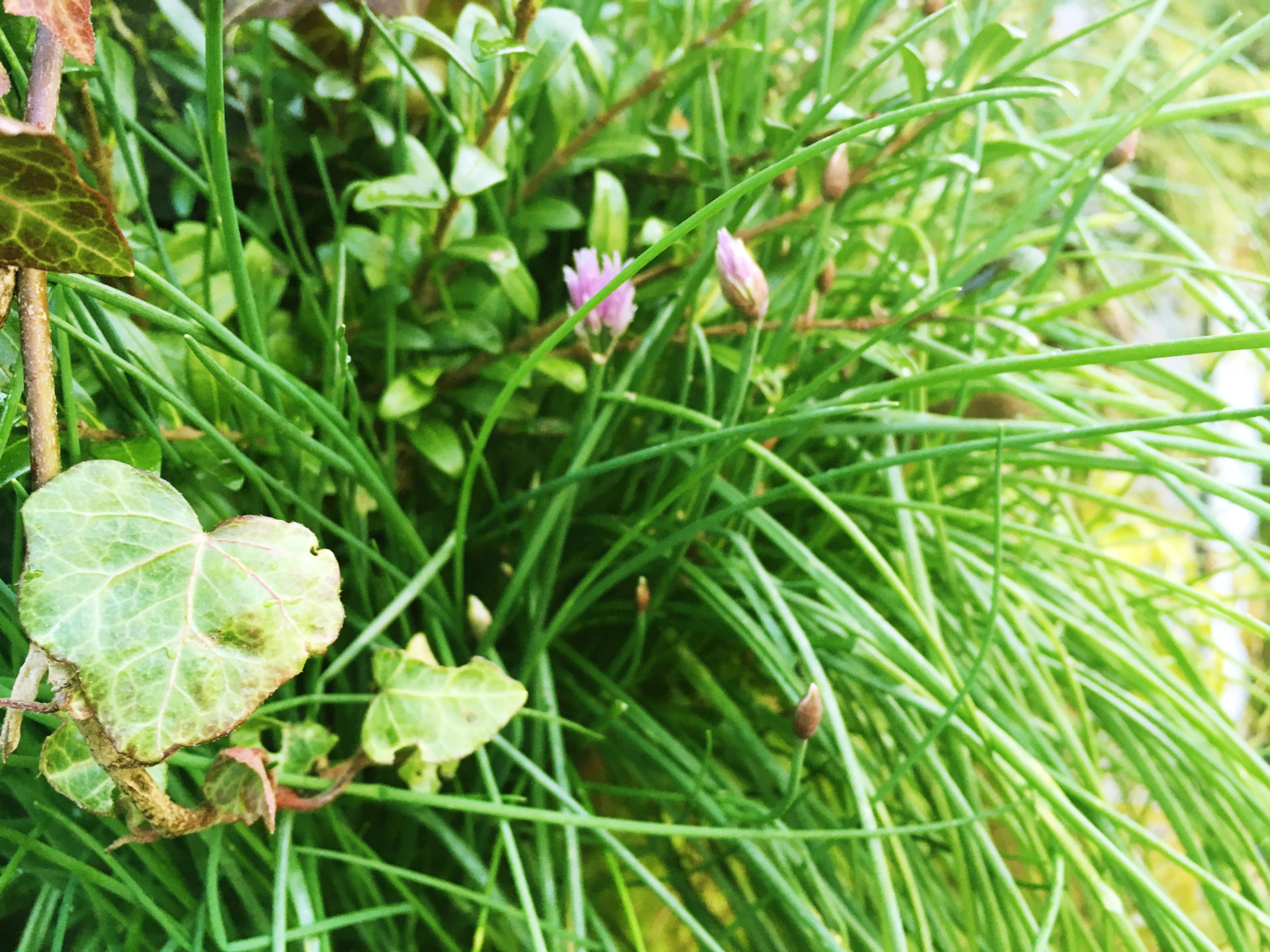 Wandgarten mit blühendem Schnittlauch - Vivit - Urban Garden