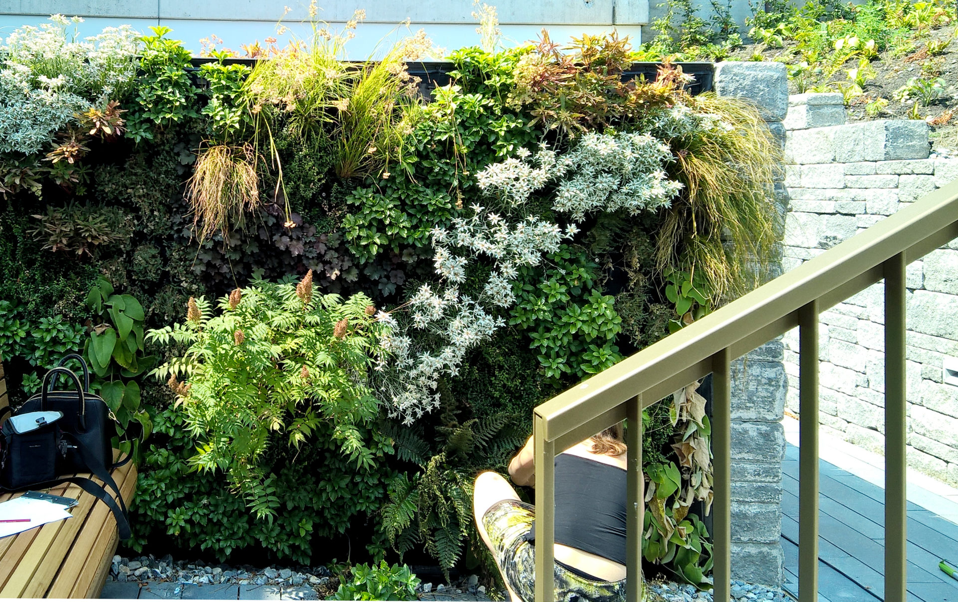 Pflanzenwand in Chur obere Au - mit Edelweiss