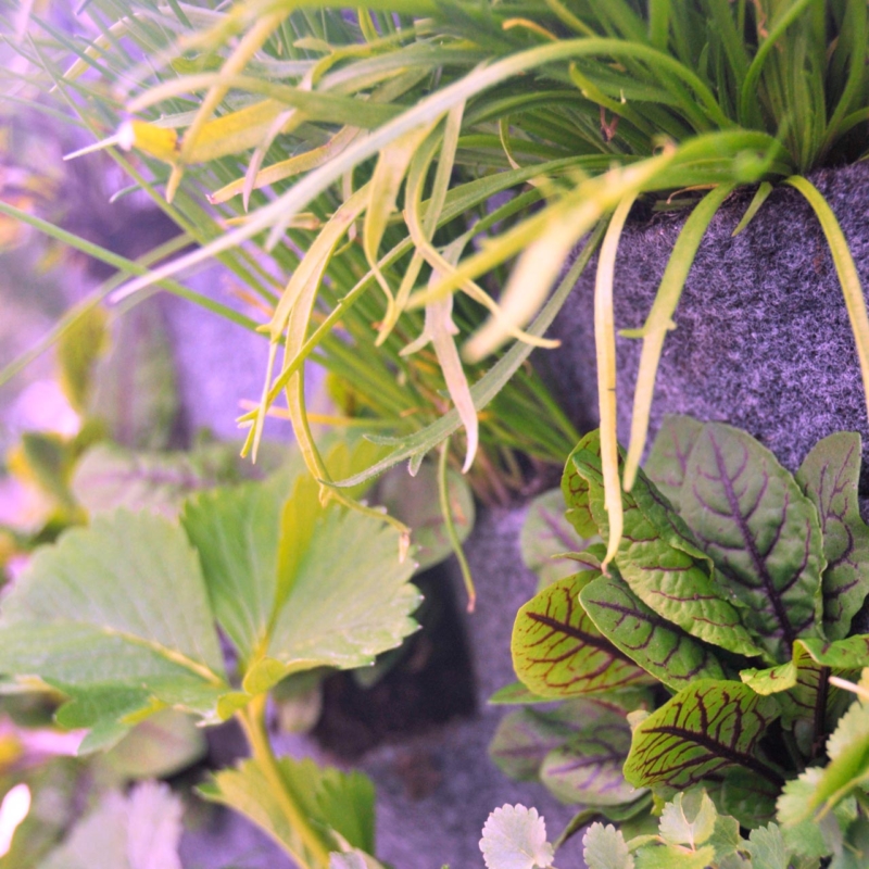 Erdbeeren und Schnittlauch im Wandgarten - vertikaler Garten - Urban Garden - Pflanzenwand