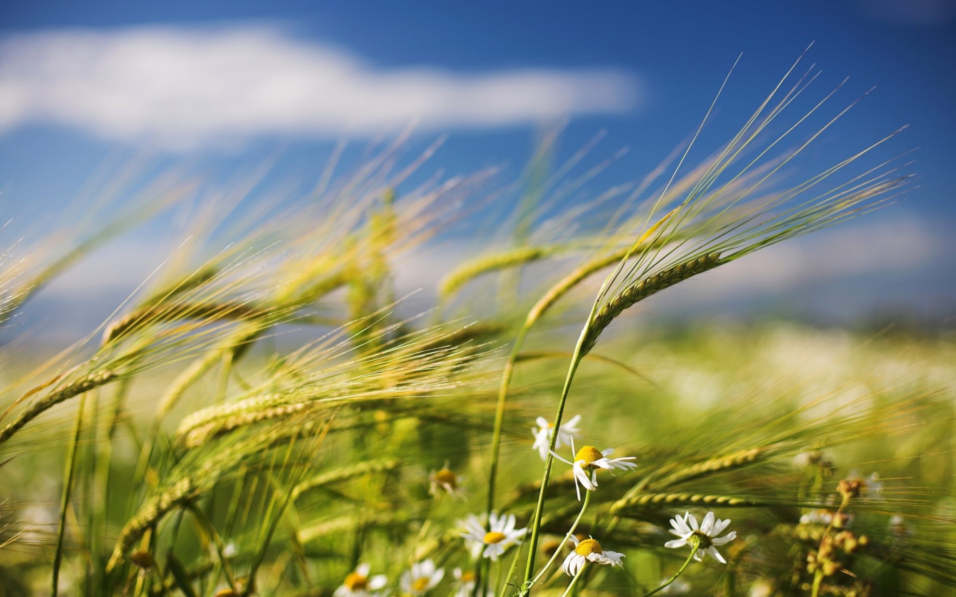 Getreide im Wind