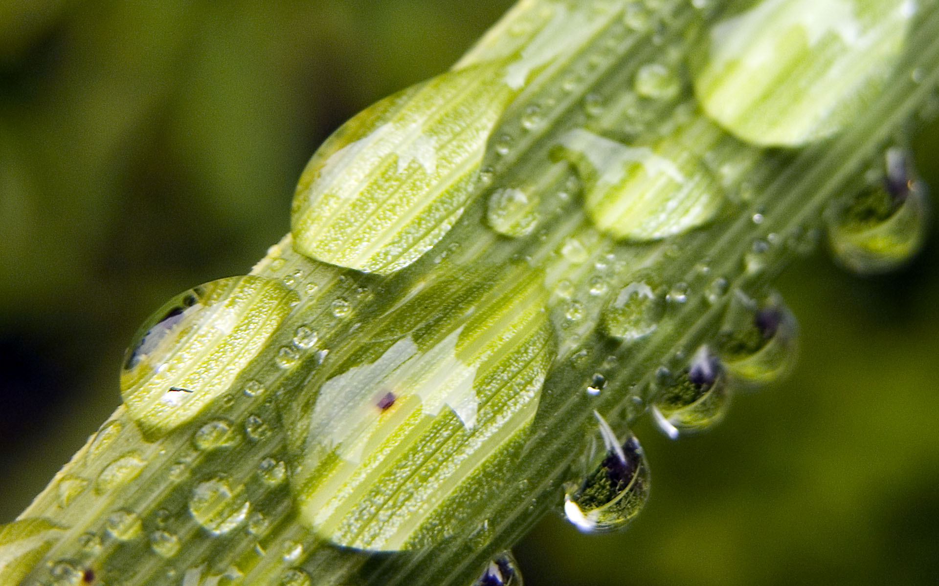 Wasser auf Pflanzen
