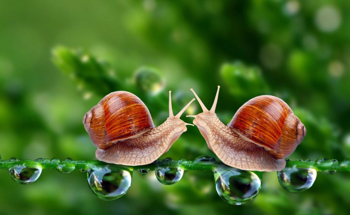 Liebe in Grün unter Schnecken