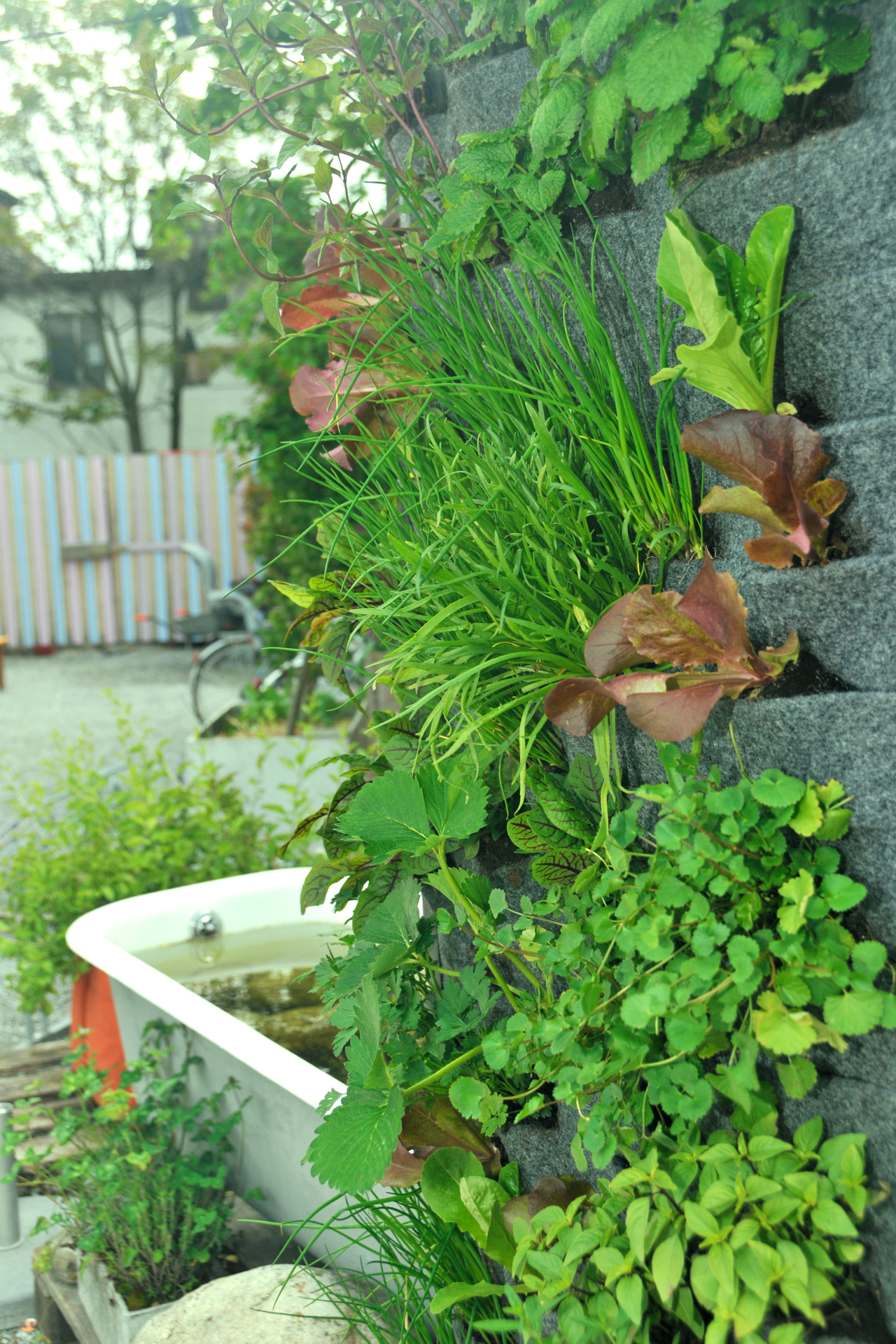 Vertikale Mischkultur - Urban Garden an der Wand Alles rund um vertikale Begrünung Vertikale Mischkultur - Urban Garden an der Wand Nathalie's Pflanzenwand