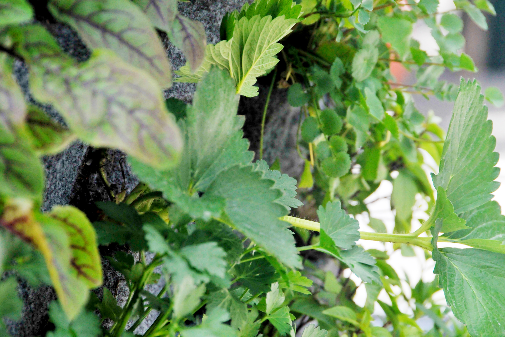 Vertikale Mischkultur - Urban Garden an der Wand Alles rund um vertikale Begrünung Vertikale Mischkultur - Urban Garden an der Wand Nathalie's Pflanzenwand