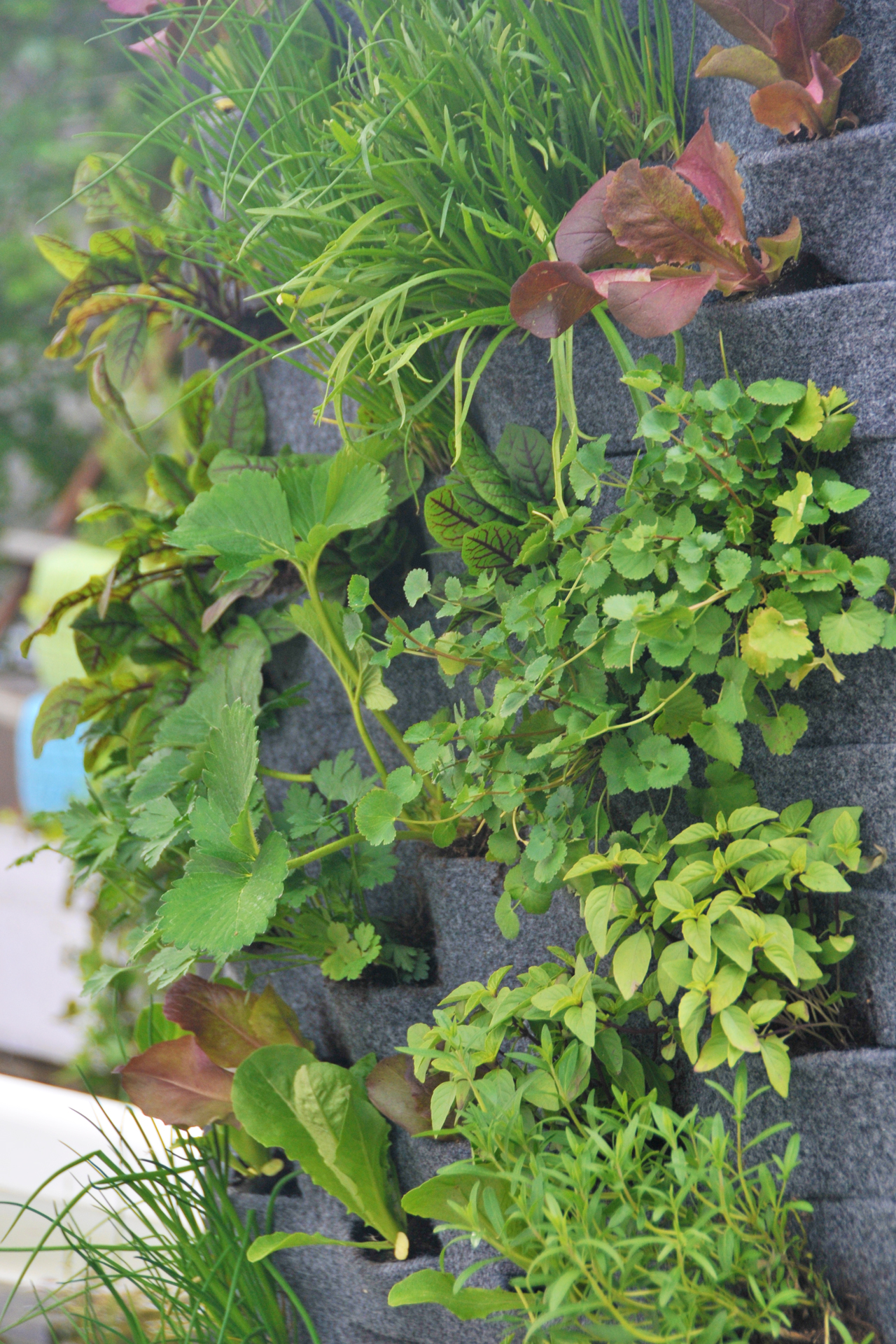 Vertikale Mischkultur - Urban Garden an der Wand Alles rund um vertikale Begrünung Vertikale Mischkultur - Urban Garden an der Wand Nathalie's Pflanzenwand