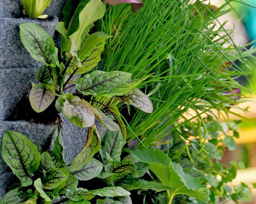Vertikale Mischkultur - Urban Garden an der Wand Alles rund um vertikale Begrünung Greenwall Gemüsse Pflanzenwand