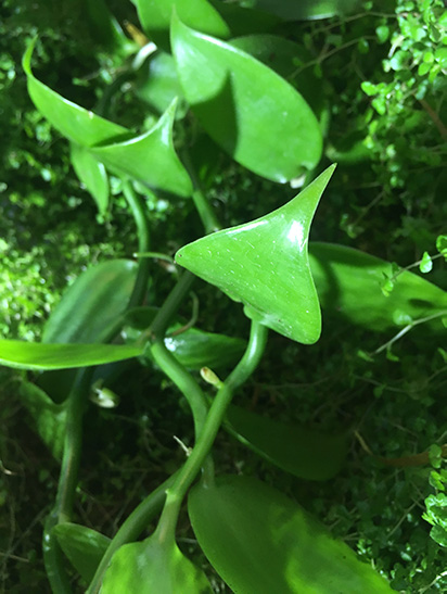 Tagebuch einer Vanillepflanze Alles rund um vertikale Begrünung Vanilla Pflanze im Wandgarten - Pflanzenwand