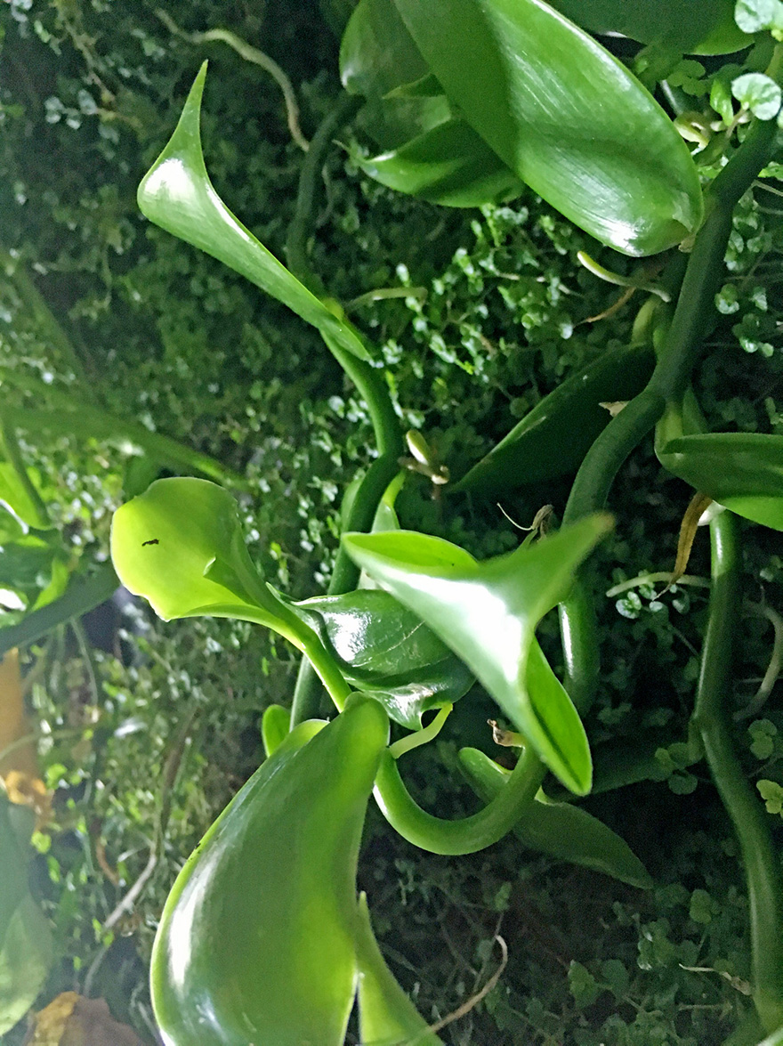 Tagebuch einer Vanillepflanze Alles rund um vertikale Begrünung Vanilla Pflanze Wuchsrichtung an der Pflanzenwand