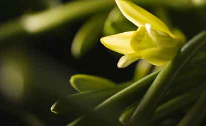Tagebuch einer Vanillepflanze Alles rund um vertikale Begrünung Vanille Pflanze Blüte