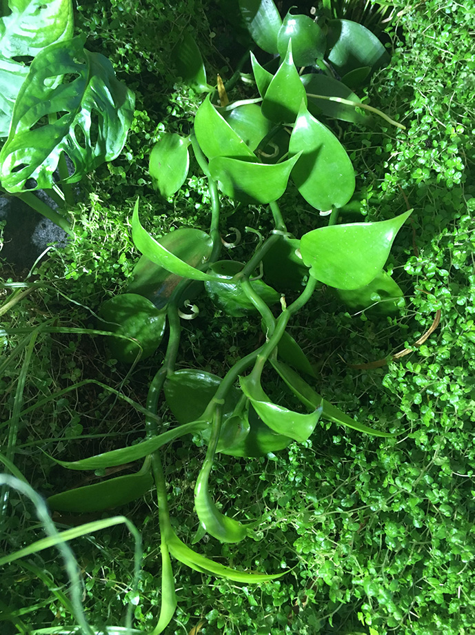 Tagebuch einer Vanillepflanze Alles rund um vertikale Begrünung Vanille Pflanze eingebettet in Soleirolia in der Pflanzenwand - Greenwall