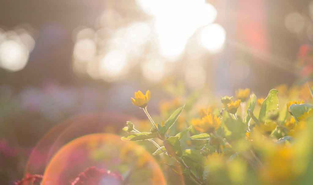 Finde das richtige Licht für deine Pflanzen Alles rund um vertikale Begrünung Sonne und Pflanzen Blüten