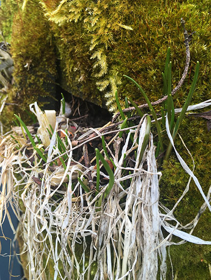 Pflanzenwände überwintern Alles rund um vertikale Begrünung Mooswand, Moos, Gräser überwintern an der Pflanzenwand