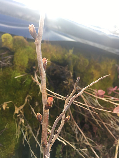 Pflanzenwände überwintern Alles rund um vertikale Begrünung Pflanzenwand draussen - Knospen spriessen
