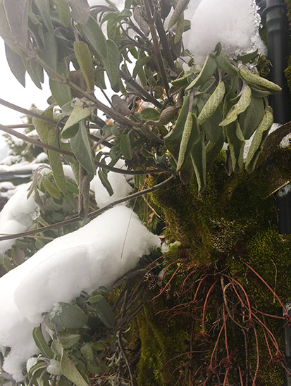 Pflanzenwände überwintern Alles rund um vertikale Begrünung Pflanzenwand mit Moos und Salbei im Schnee überwintern