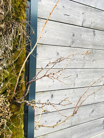 Pflanzenwände überwintern Alles rund um vertikale Begrünung Vertikal Garten draussen auf über 1000 Meter über Meer überwintern