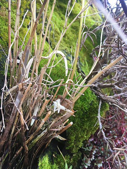 Pflanzenwände überwintern Alles rund um vertikale Begrünung Vertikal Garten draussen überwintern - Stauden, Sträucher, Erdbeeren, Moos uva.