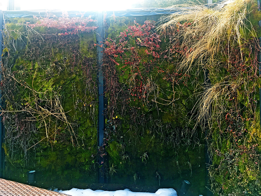 Pflanzenwände überwintern Alles rund um vertikale Begrünung Vertikal Garten aussen im Garten oder auf der Terrasse überwintern gut
