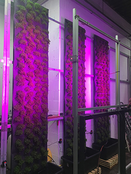 Vivit an der Baselworld Alles rund um vertikale Begrünung Wachstum Pflanzenwand mit Growlight