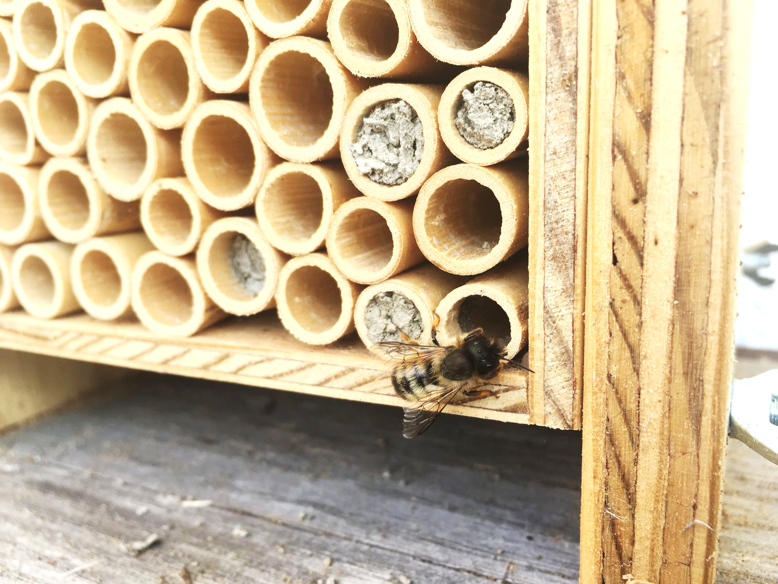Meine neuen Bienenfreunde in der vertikalen Pflanzenwelt Alles rund um vertikale Begrünung Meine neuen Bienenfreunde in der vertikalen Pflanzenwelt Nathalie's Pflanzenwand