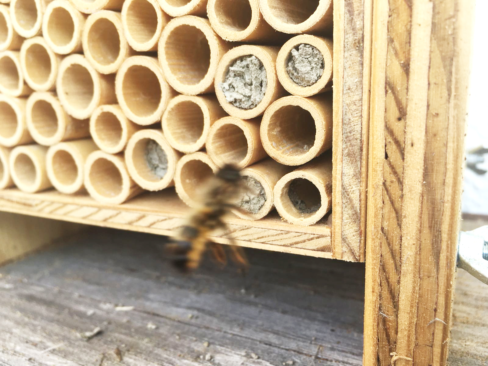 Meine neuen Bienenfreunde in der vertikalen Pflanzenwelt Alles rund um vertikale Begrünung Meine neuen Bienenfreunde in der vertikalen Pflanzenwelt Nathalie's Pflanzenwand