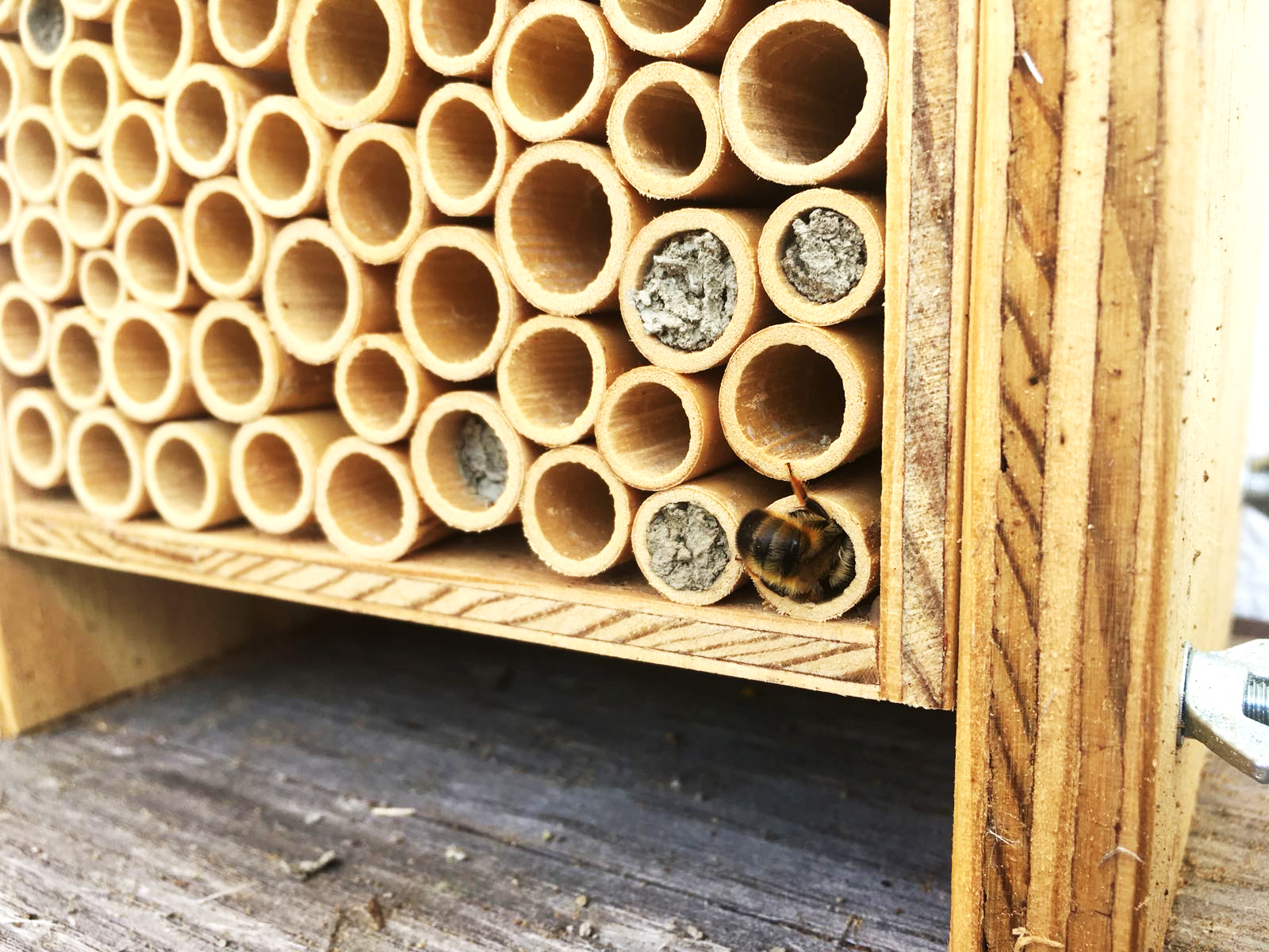 Meine neuen Bienenfreunde in der vertikalen Pflanzenwelt Alles rund um vertikale Begrünung Meine neuen Bienenfreunde in der vertikalen Pflanzenwelt Nathalie's Pflanzenwand
