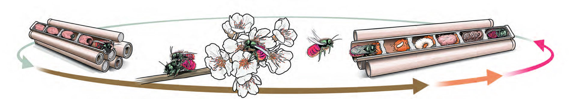 Meine neuen Bienenfreunde in der vertikalen Pflanzenwelt Alles rund um vertikale Begrünung Meine neuen Bienenfreunde in der vertikalen Pflanzenwelt Nathalie's Pflanzenwand