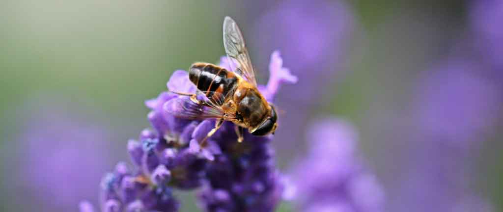 Meine neuen Bienenfreunde in der vertikalen Pflanzenwelt Alles rund um vertikale Begrünung Bienen Blüten Lavendel