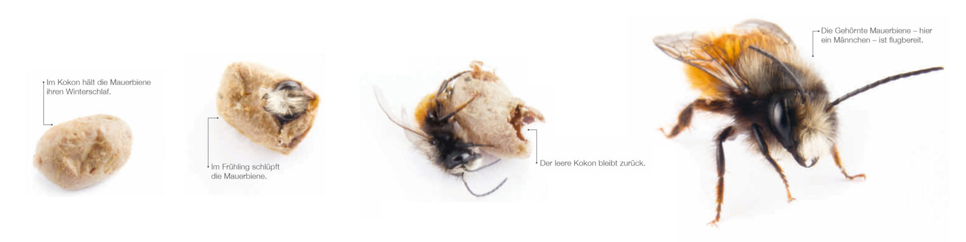 Meine neuen Bienenfreunde in der vertikalen Pflanzenwelt Alles rund um vertikale Begrünung Meine neuen Bienenfreunde in der vertikalen Pflanzenwelt Nathalie's Pflanzenwand