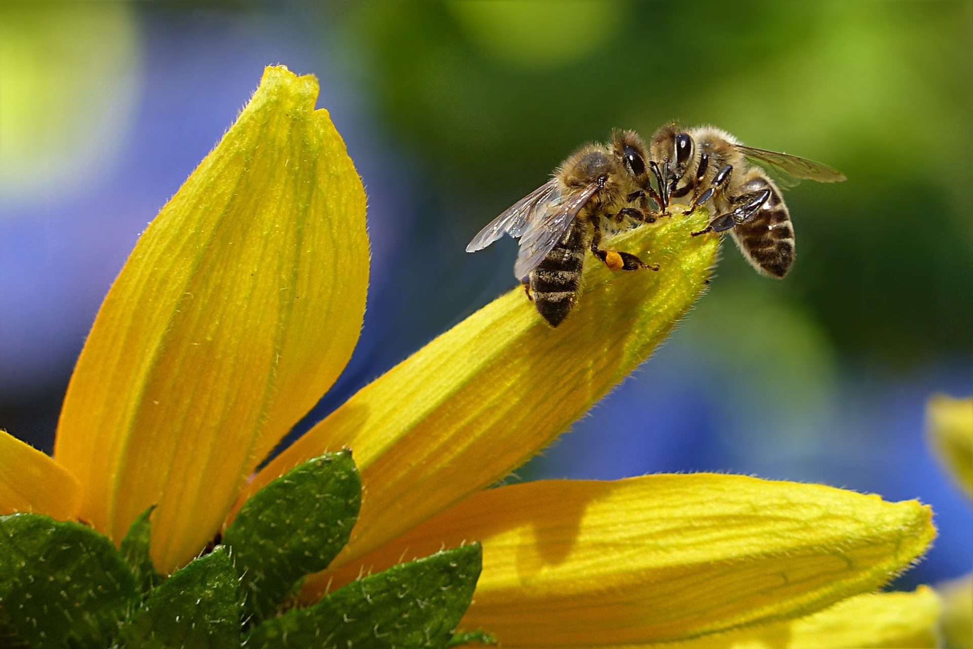 Meine neuen Bienenfreunde in der vertikalen Pflanzenwelt Alles rund um vertikale Begrünung Meine neuen Bienenfreunde in der vertikalen Pflanzenwelt Nathalie's Pflanzenwand