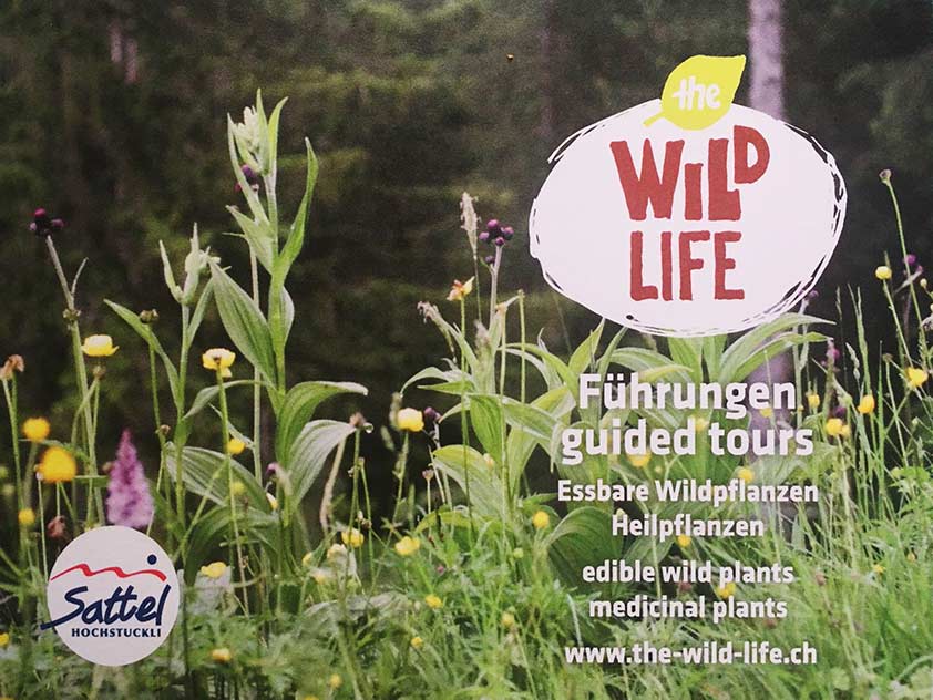 Essbare Wildpflanzen Alles rund um vertikale Begrünung Sattel Hochstuckli Wild LIfe Führung