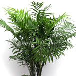 Bergpalme klein